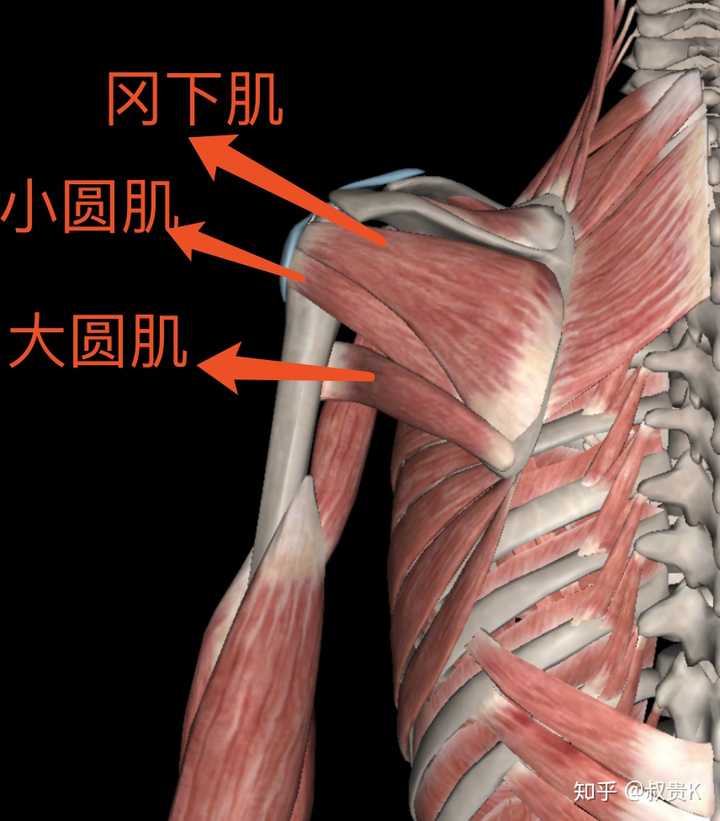 大臂上不管是脂肪还是肌肉都被往前挤了,看起来能不粗吗?