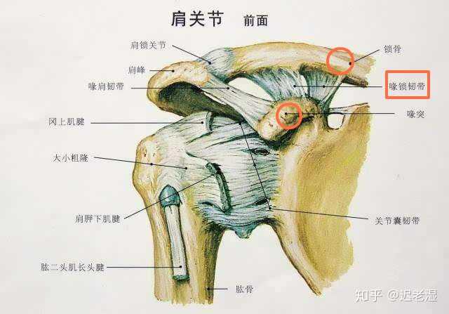 改善方法:胸大肌牵拉,胸小肌的按压 紧张的韧带:锁骨间韧带,喙锁韧带