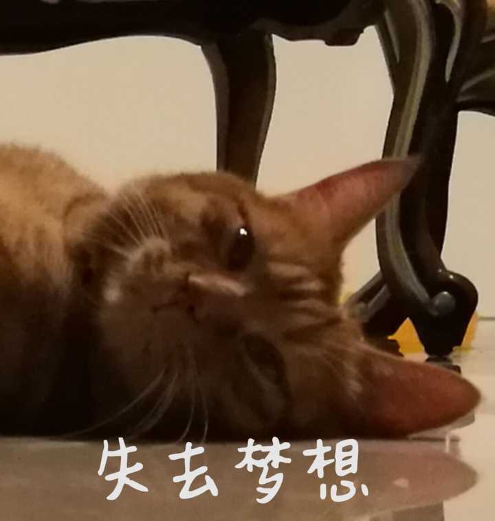 你的猫咪生无可恋的表情是怎样的?