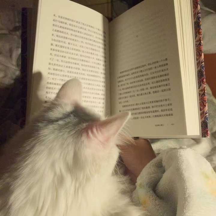 你拍过哪些好看的猫咪照片?