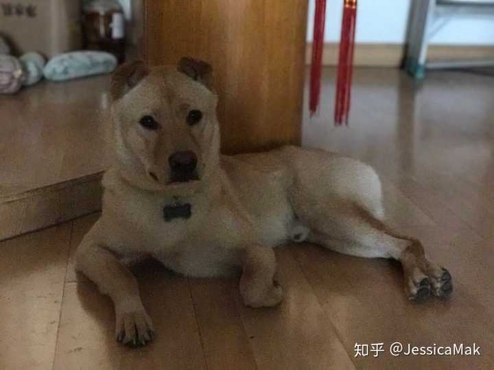 中华田园犬的颜值可以多高?