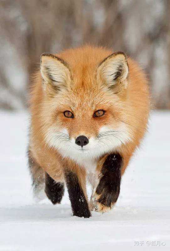 狐狸有哪些品种,可以当宠物吗?