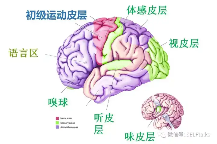 我们知道,大脑不同皮层的部位有不同的功能.