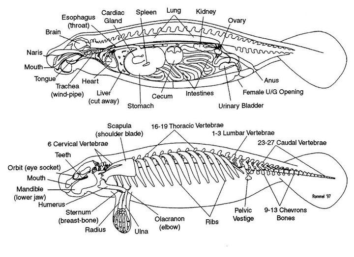 儒艮的内部器官示意图以及骨骼示意图