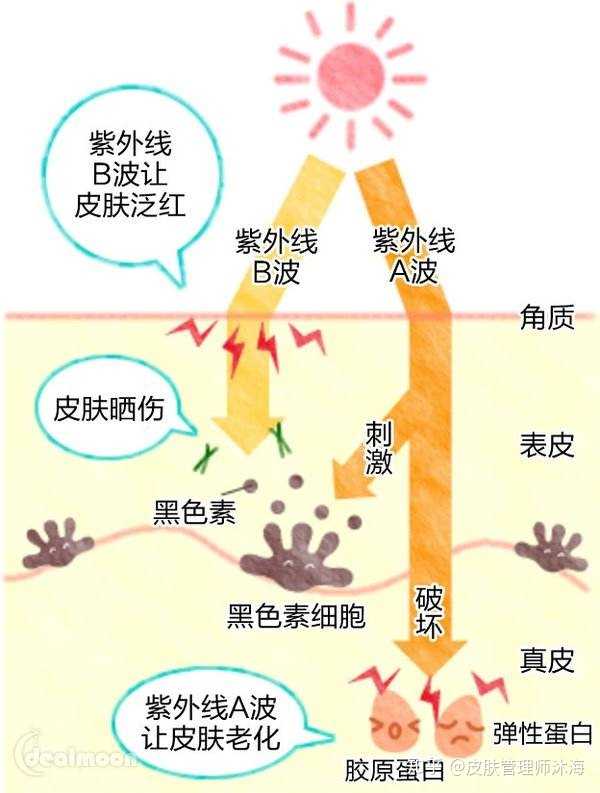 所以,美白的第2个重要护理方式:防晒   代谢黑色素   阻断黑色素合成.