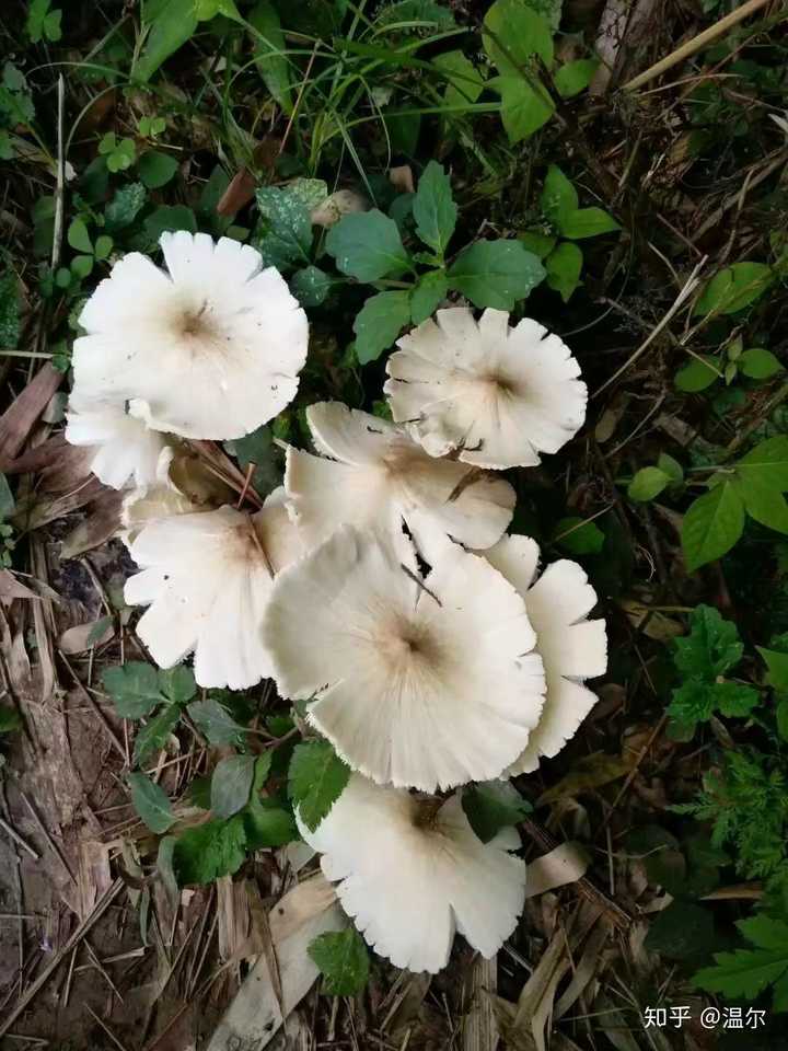 这是野生蘑菇,可以吃的那种.我只能说,很香哈哈哈