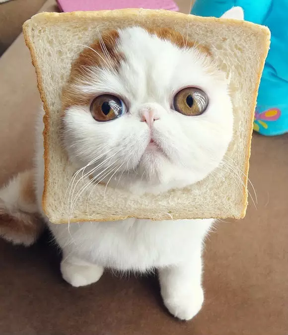网红宠物异国短毛猫