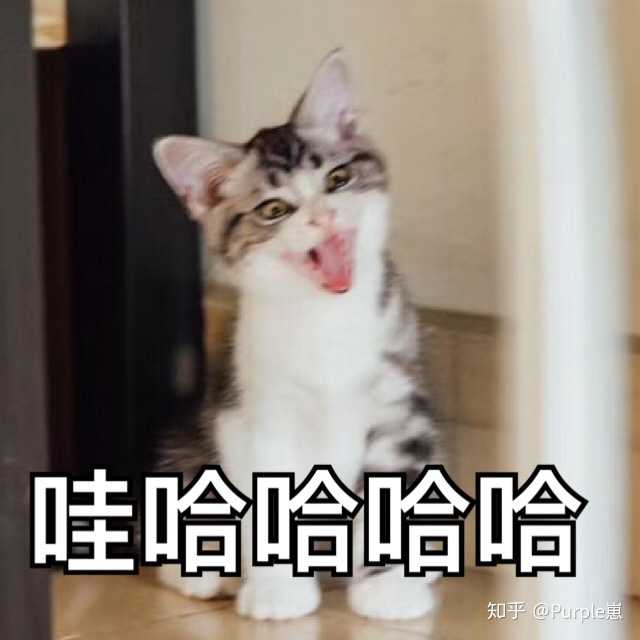 跟小满玩逗猫棒去了,有空再更!小满表情包也给一个吧!