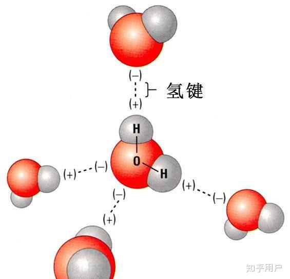 图二:水分子间的氢键