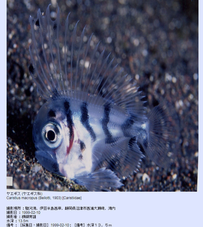 日本蝉鱼