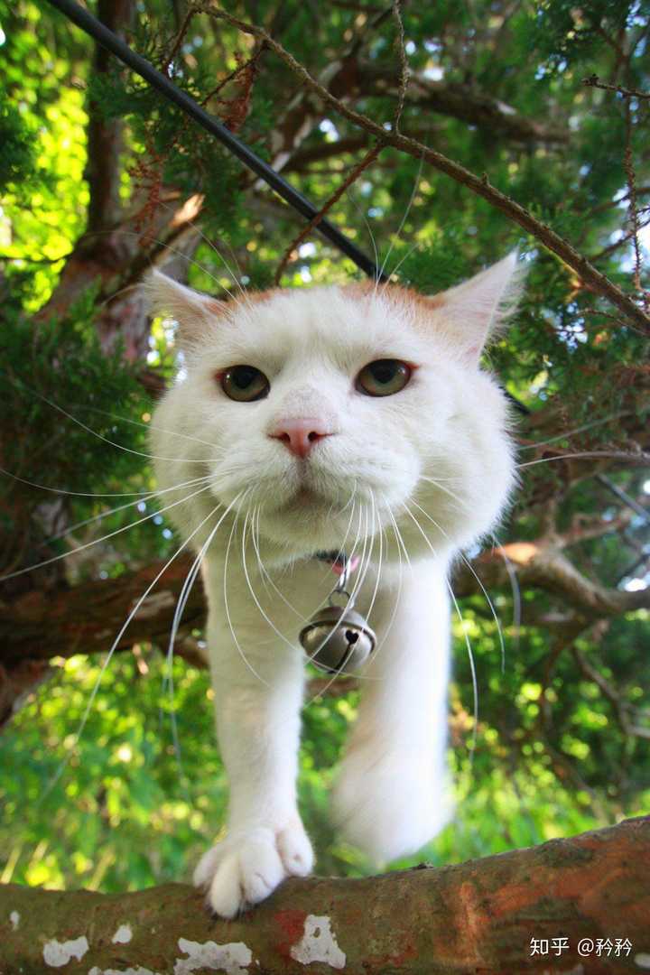 24岁女网红猫又又去世 知乎