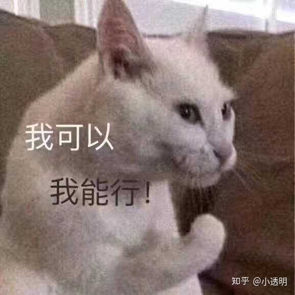 有哪些好看的猫咪壁纸或头像?