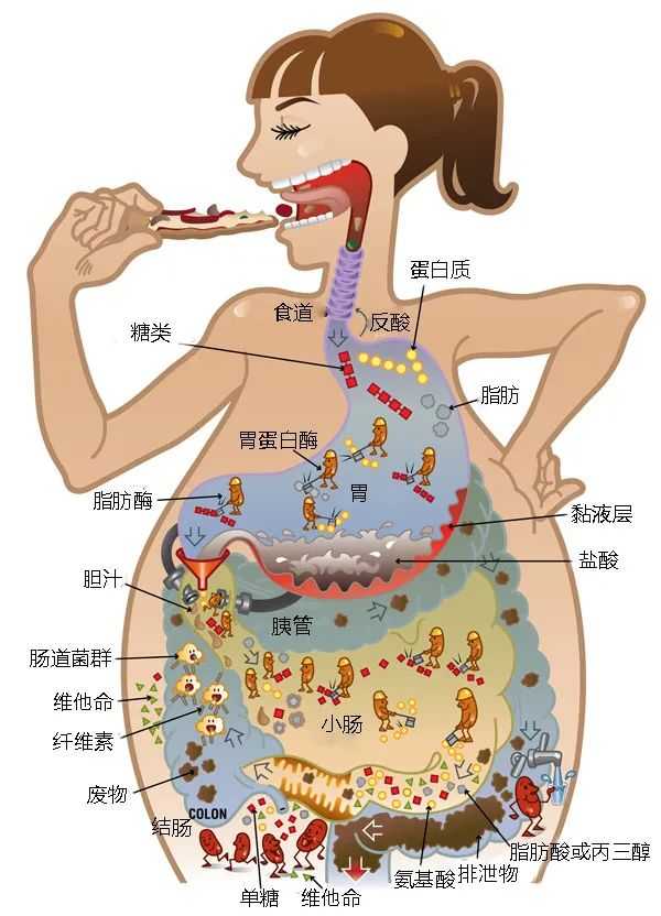 没办法被人体细胞直接利用,所以需要先 消化成为结构简单的小分子物质