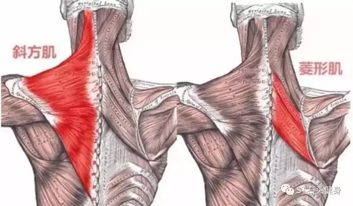 上半身前倾 将杠铃拉至胸前 快上慢下 主要刺激的部位 斜方肌和菱形肌
