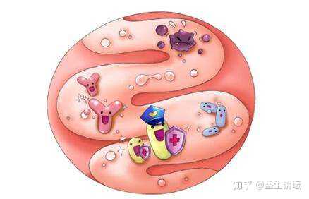 对于容易消化不良的孩子,根本在于调节肠道健康.