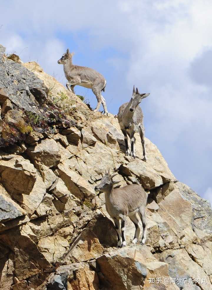 岩羊能够非常逆天的在崎岖不平的岩石山谷地带快速奔跑跳跃进行觅食和