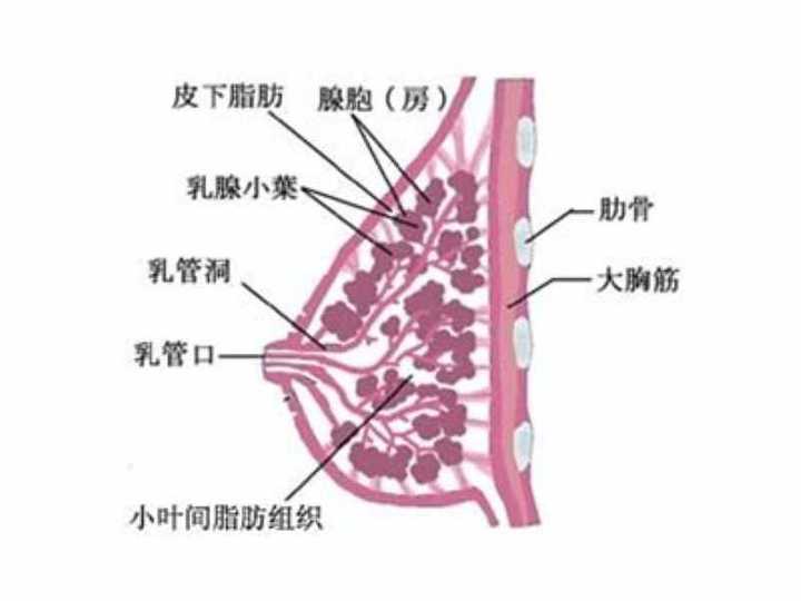 简而言之,胸部主要是乳腺和脂肪构成.