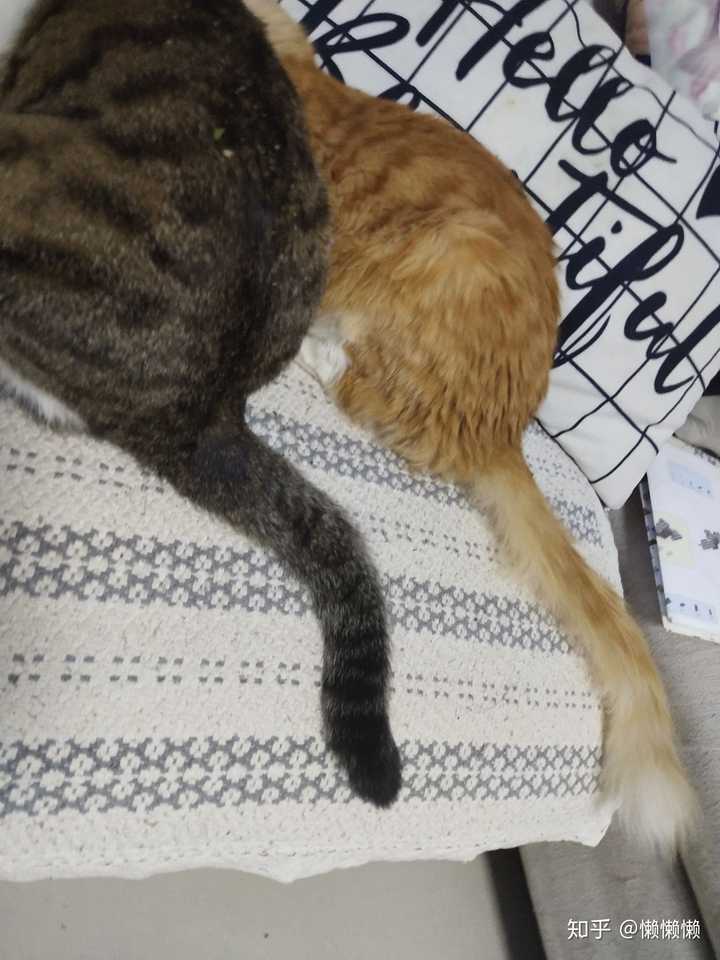 这只小橘猫是长毛橘吗