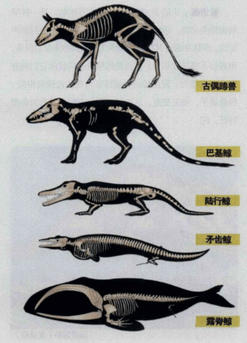 鲸的祖先是什么样子的?