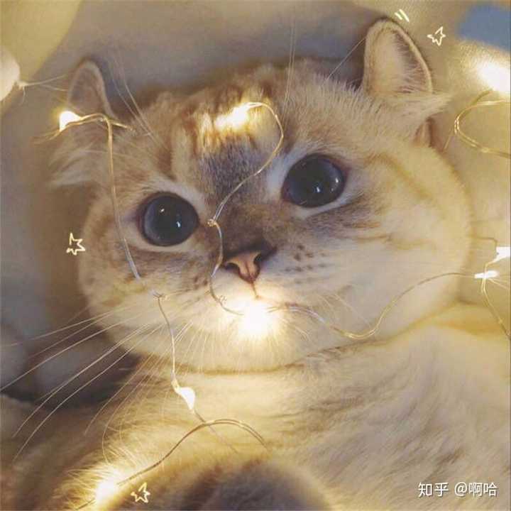有哪些好看的动物图片可以作为头像?