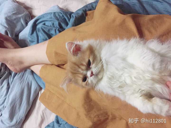 加菲猫尴尬期能有多丑?