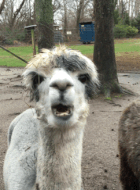 舍友吐口水,往地上吐! 还很频繁. 你是草泥马吗?