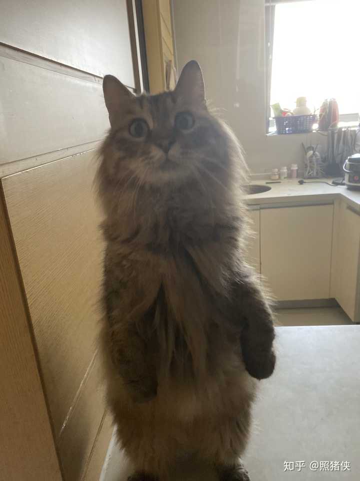 有人养长毛的狸花猫吗?真的长得像缅因猫吗?