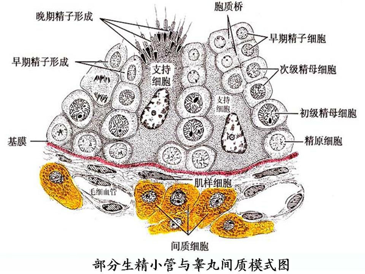 并引发急性免疫排斥反应,其中cd4 辅助淋巴细胞还会产生白介素-4,5将