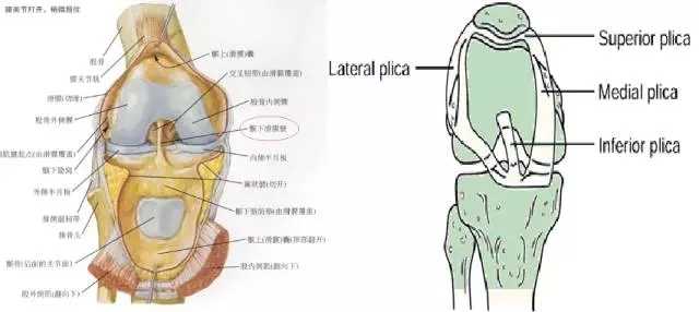 将脂肪垫固定于股骨的滑膜系状物称为 黏液韧带,又称为 囊韧带.