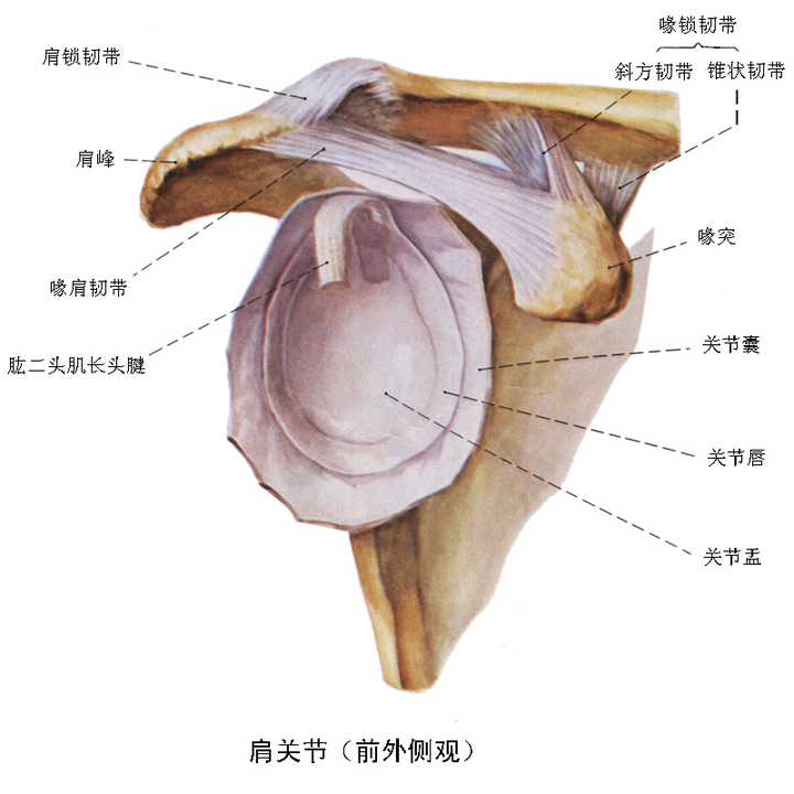 肩关节脱位常发生在关节下方最主要的原因是什么?