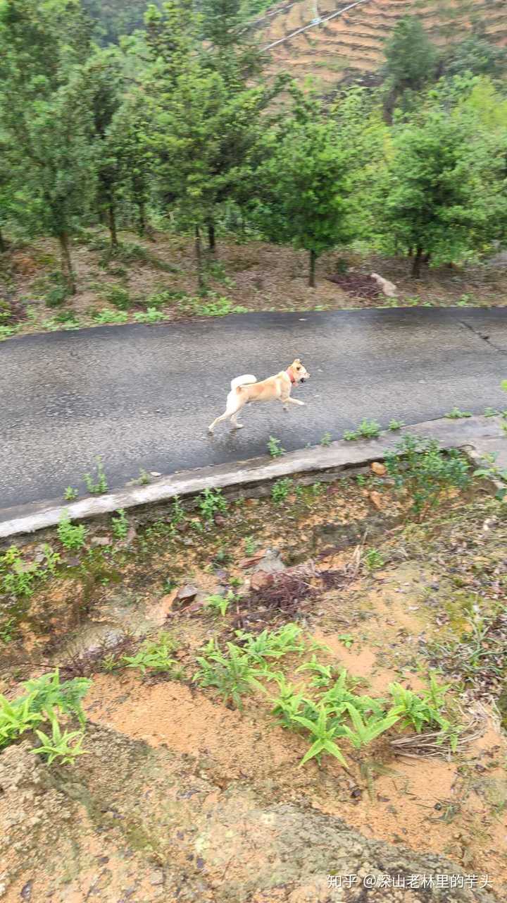 什么都好,就是刁民有点多 这里的刁民指老鼠黄鼠狼蛇山猫山猪这些个