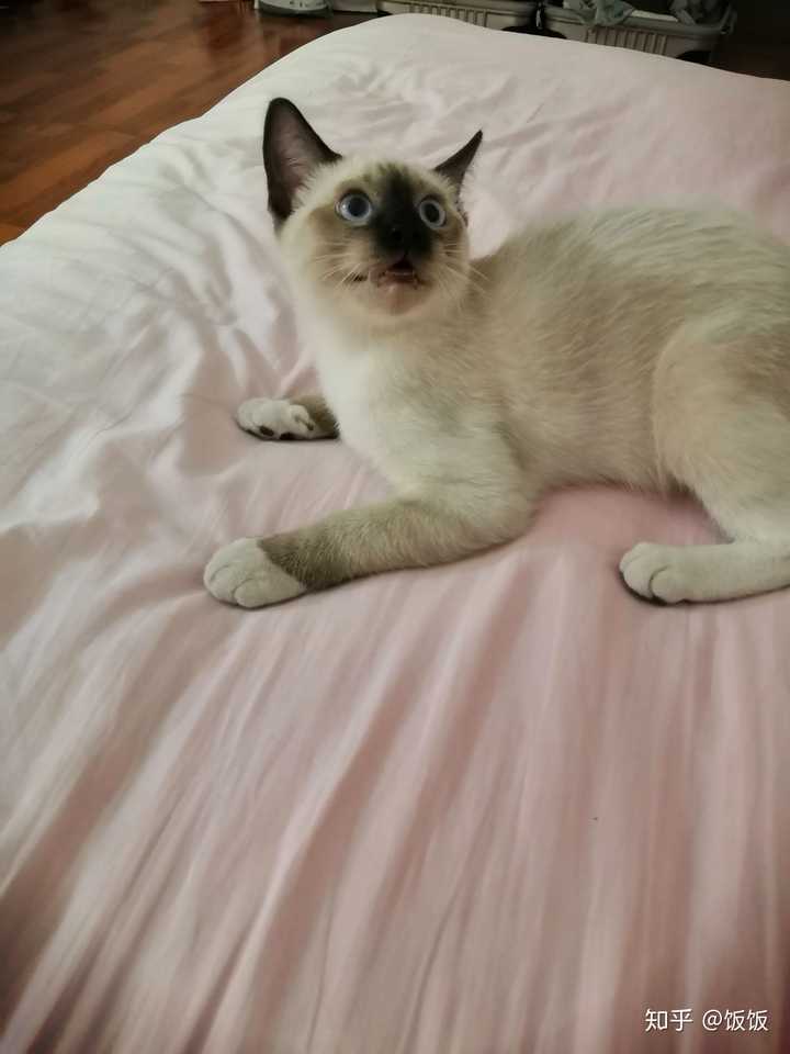 猫舍说暹罗可以和布偶配 有懂的朋友可以解释一下吗?