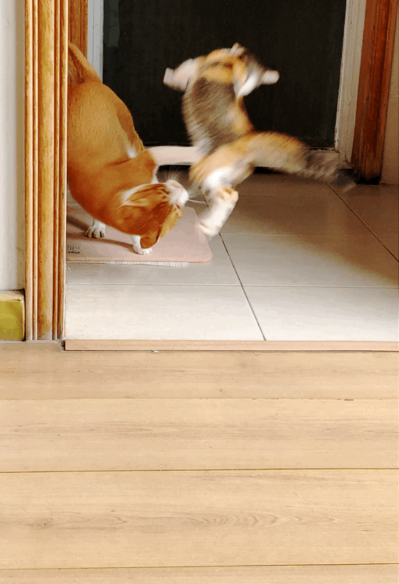 如何判断两只猫是真打架还是假打架?