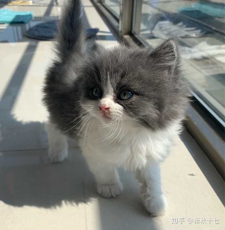 养高地猫是什么样的体验?