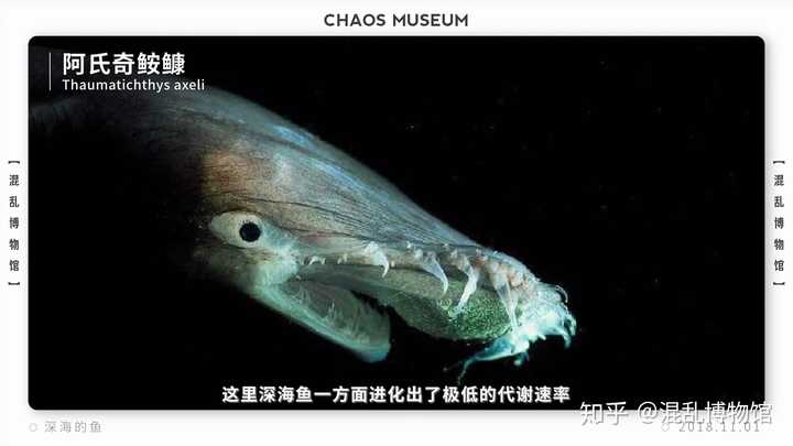 为什么深海生物有很多长相可怖?