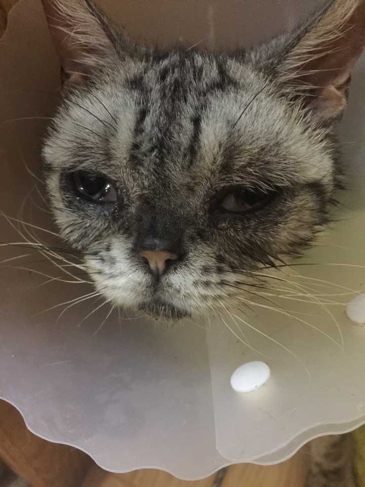 你收养的流浪动物与最初进门时相比有了哪些变化?