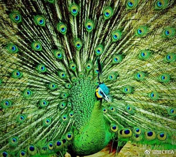 傣族那边又称绿孔雀为"金孔雀",动物学家认为这个名字更能展示出绿