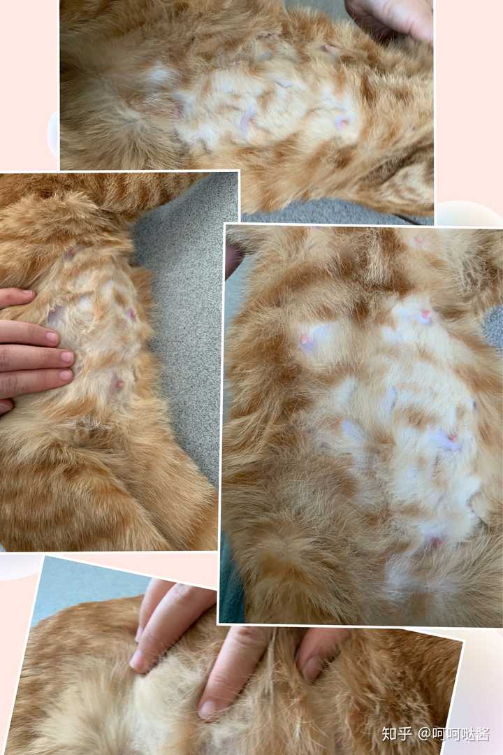 如何判断猫咪怀孕没?