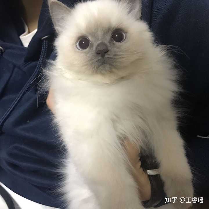 养一只重点色英短什么体验?
