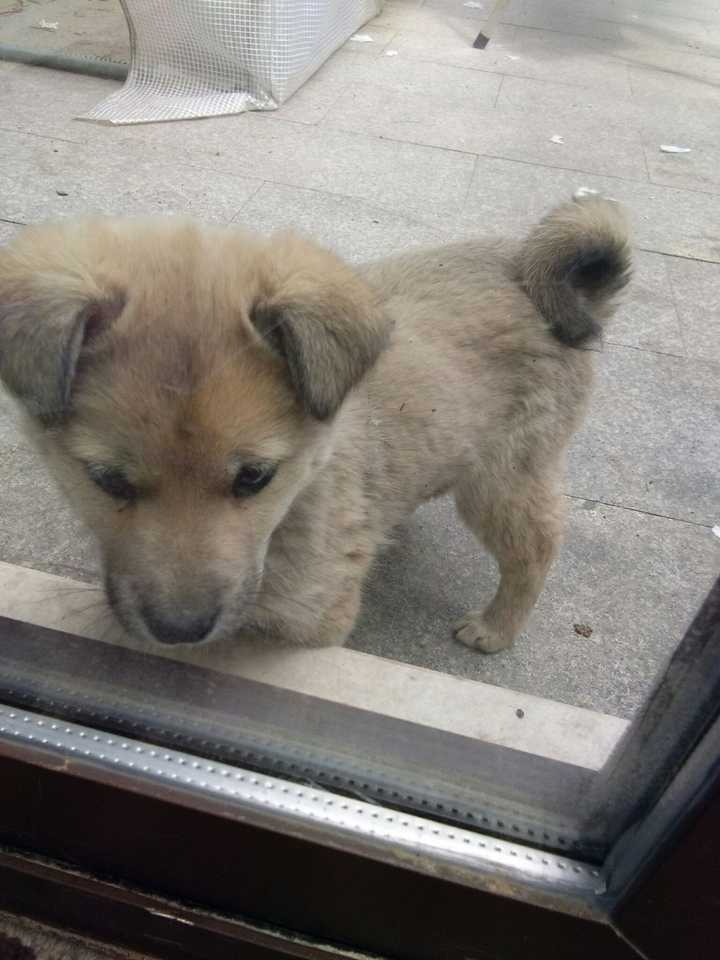 二是来源于东罗马帝国,古称"拂菻犬,唐朝引进的.