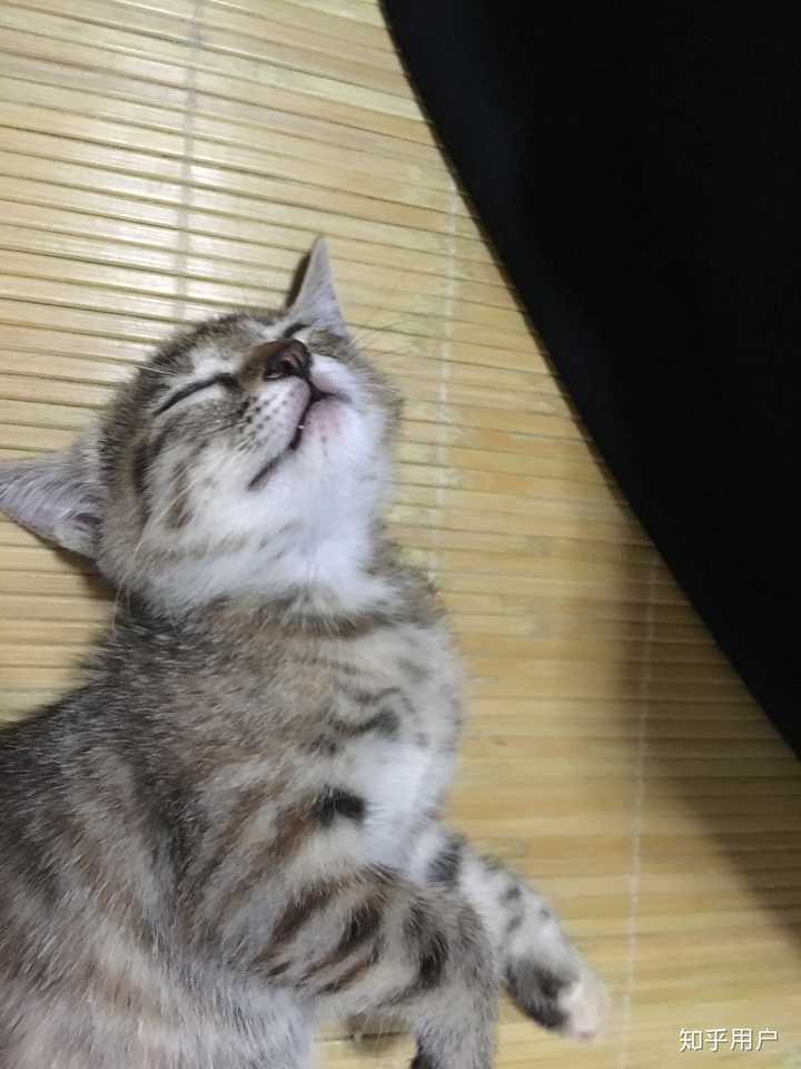 养土猫会遭人嫌弃吗?