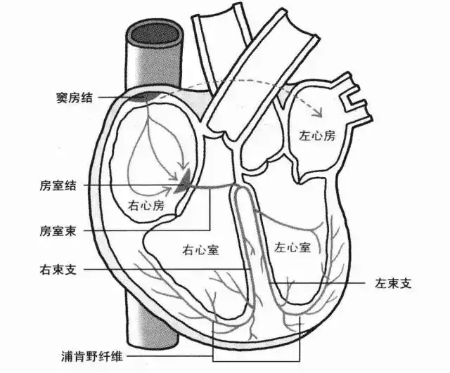 窦房结发放心脏收缩的指令,这是一种电信号,可以通过心脏的传导系统