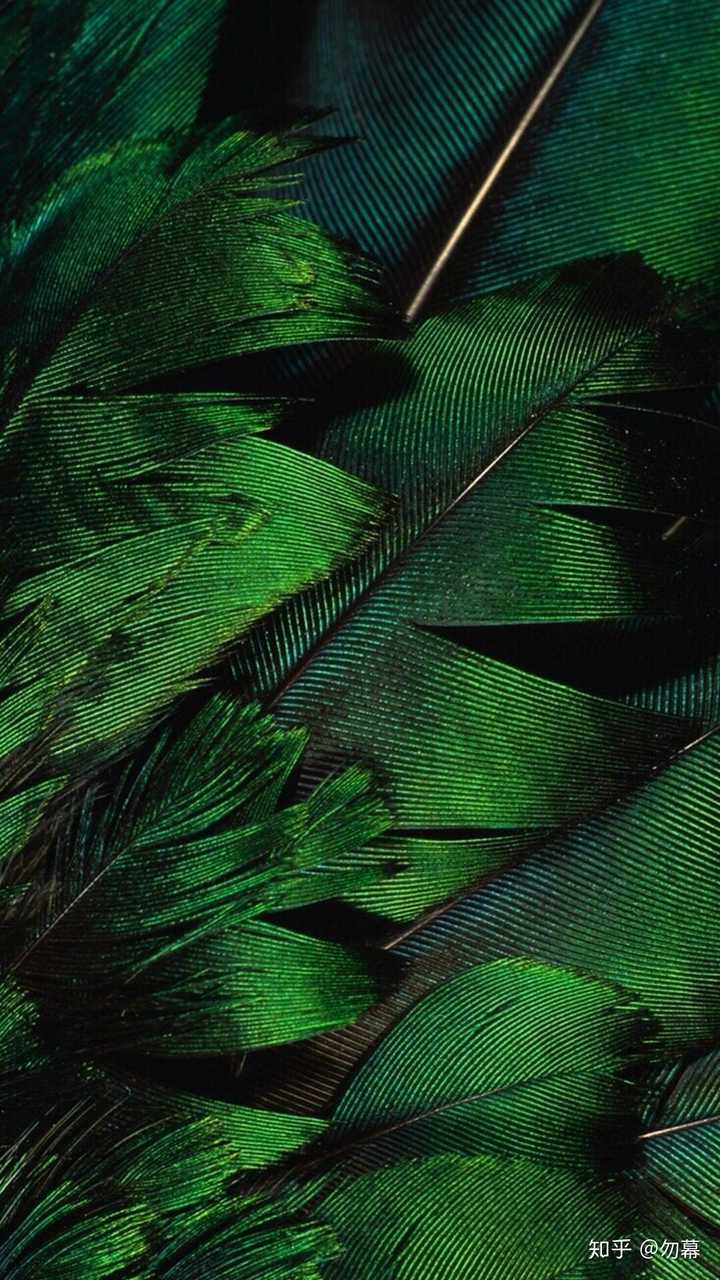 有哪些极富美感的绿色系壁纸