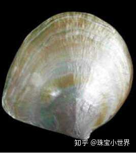 当然不是,能够孕育出珍珠的贝壳就那么几种(马氏珠母贝,企鹅贝,白蝶银