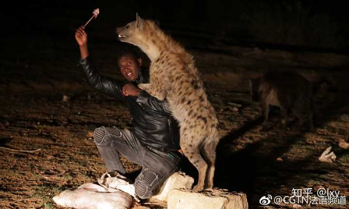 狮子,豹子驱赶鬣狗,野犬为啥不动真格?