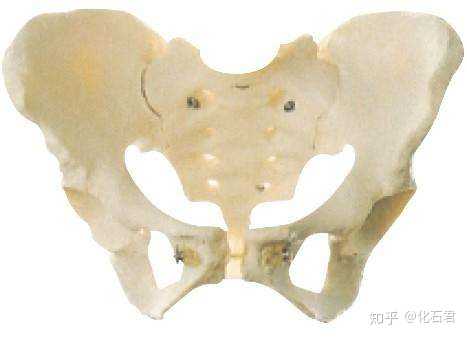 女性盆骨
