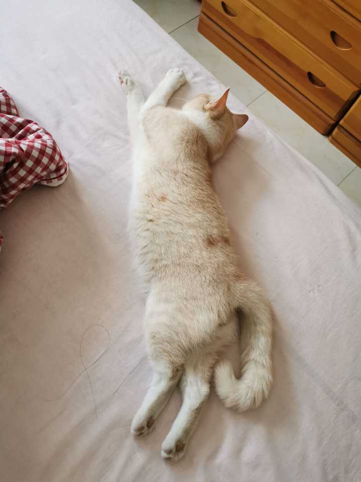 壁纸 动物 狗 狗狗 猫 猫咪 小猫 桌面 720_960 竖版 竖屏 手机