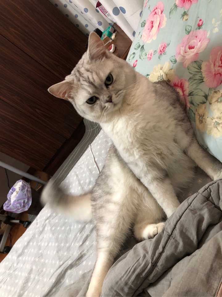 你拍过哪些好看的猫咪照片?