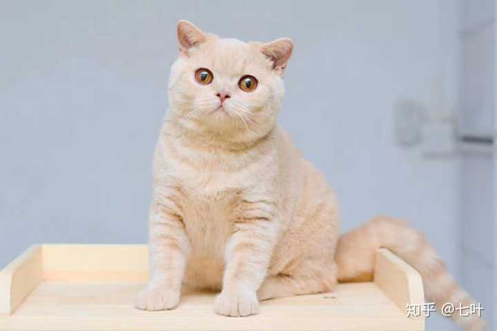 这个是英短橘猫吗?想买猫不知道怎么看品种?