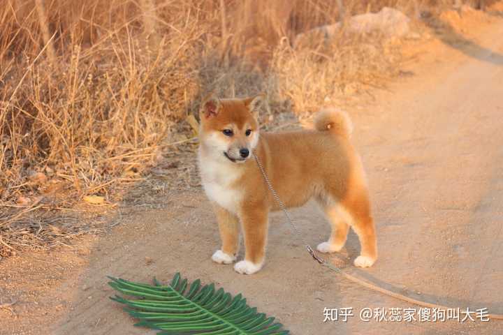 求各位柴犬大神帮忙看看 这是阿黄还是柴犬串串呀?